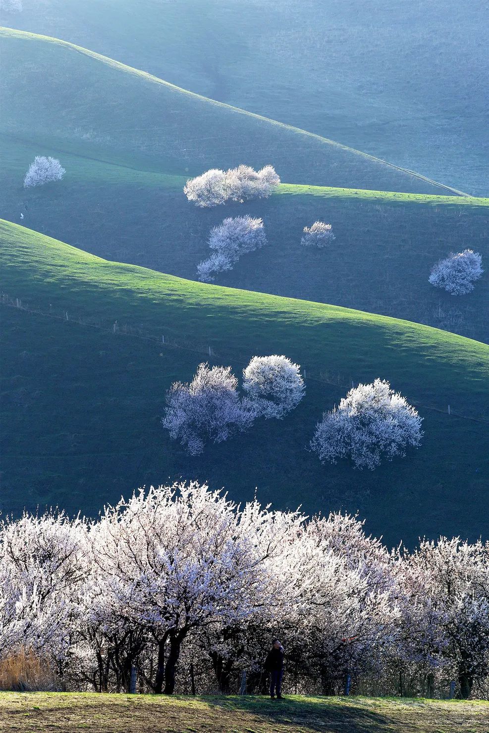 四月新疆伊犁草原,新疆伊犁野杏花最美人间四月天