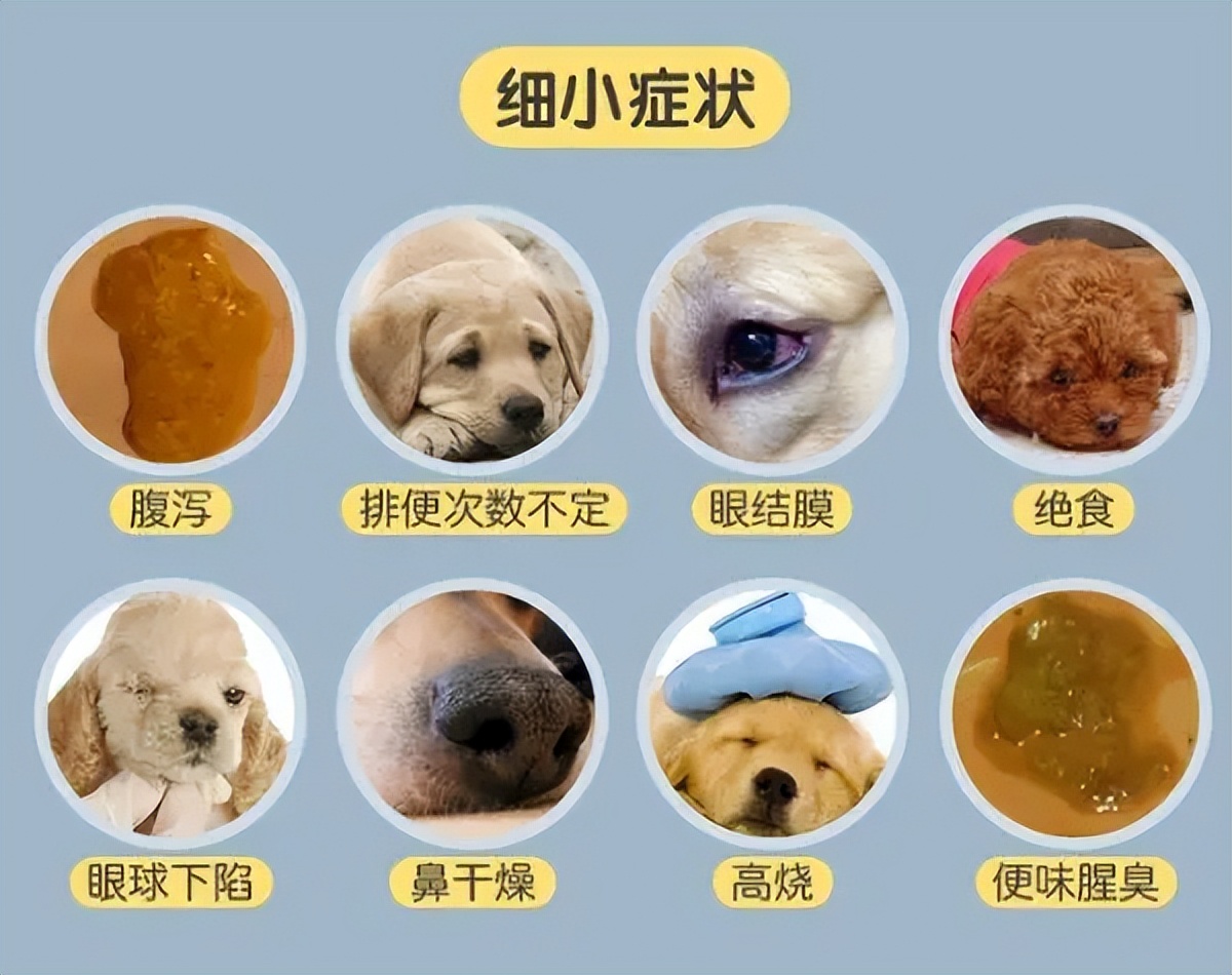 犬得细小病毒症状和治疗方法,狗狗细小病毒症状怎么治疗好呢