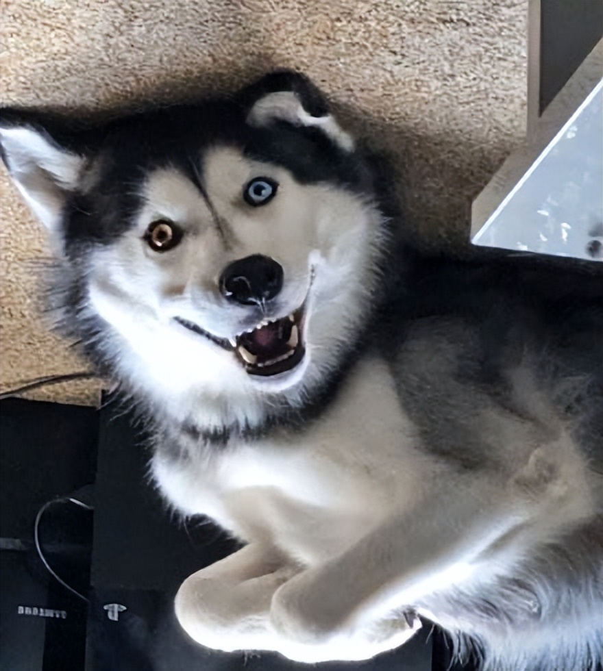 哈士奇没胃口吃饭,哈士奇没有狗粮怎么治它