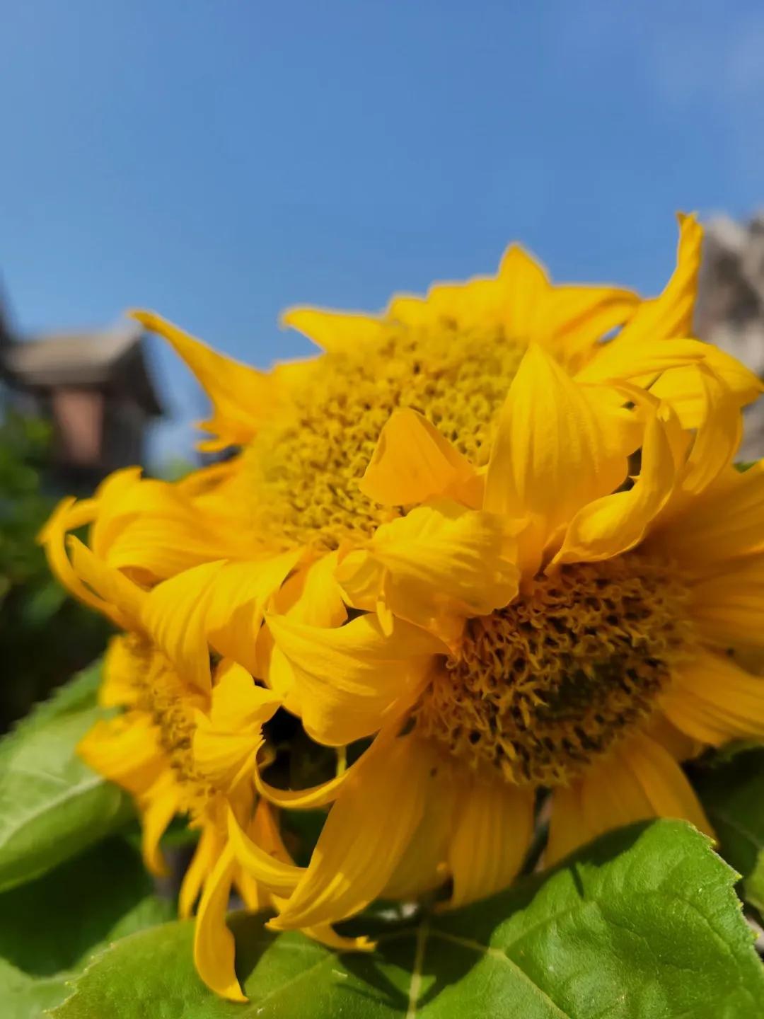 行政拘留员工可以解除劳动合同吗,治安拘留公司能不能解除劳动合同