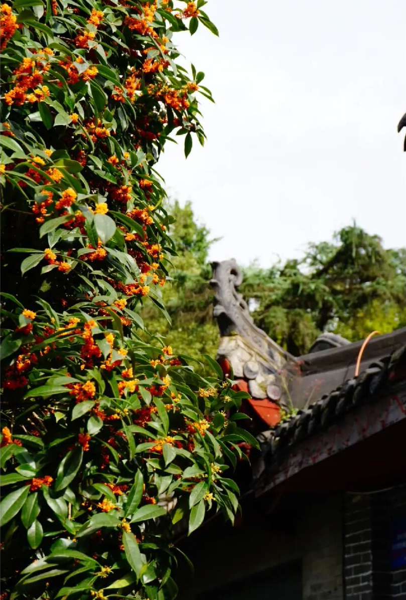 放假去哪里玩又便宜又好玩成都,假期去哪玩便宜又好玩儿成都