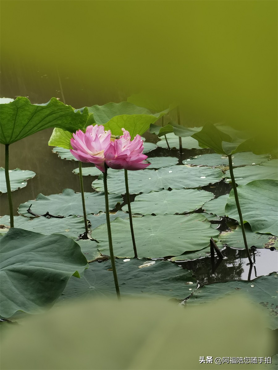 手机摄影：拍摄荷花照片怎么拍好看？试试框式构图