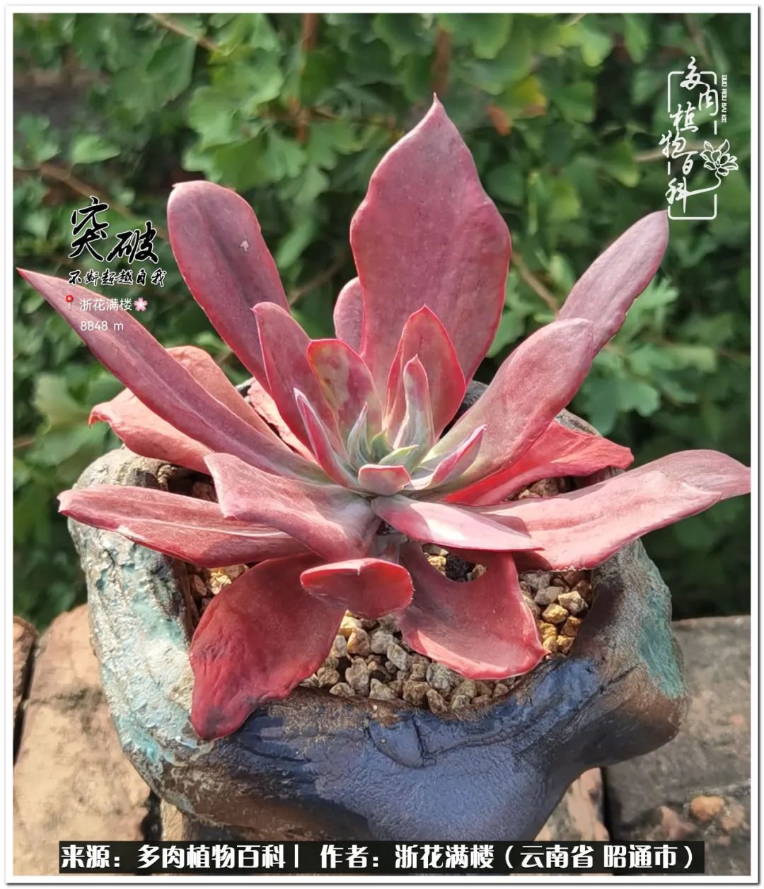 奔跑吧跑步,奔跑吧多肉盆栽