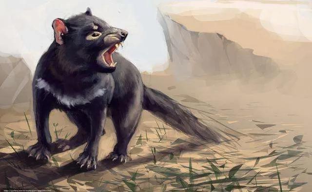 被称为世界动物平头哥的是獾吗,獾子和平头哥是同一种动物吗