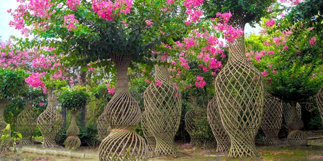 树卖多少钱一棵,什么树栽一棵值钱上十万元