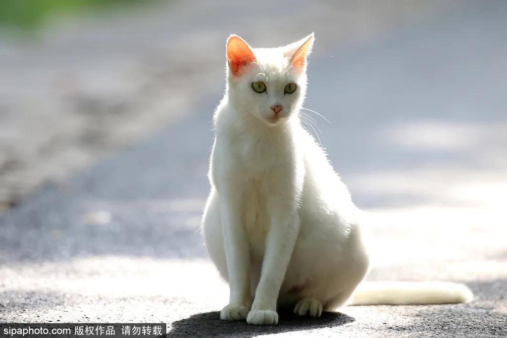 北京故宫的猫为什么叫御猫,故宫最萌的猫是什么猫