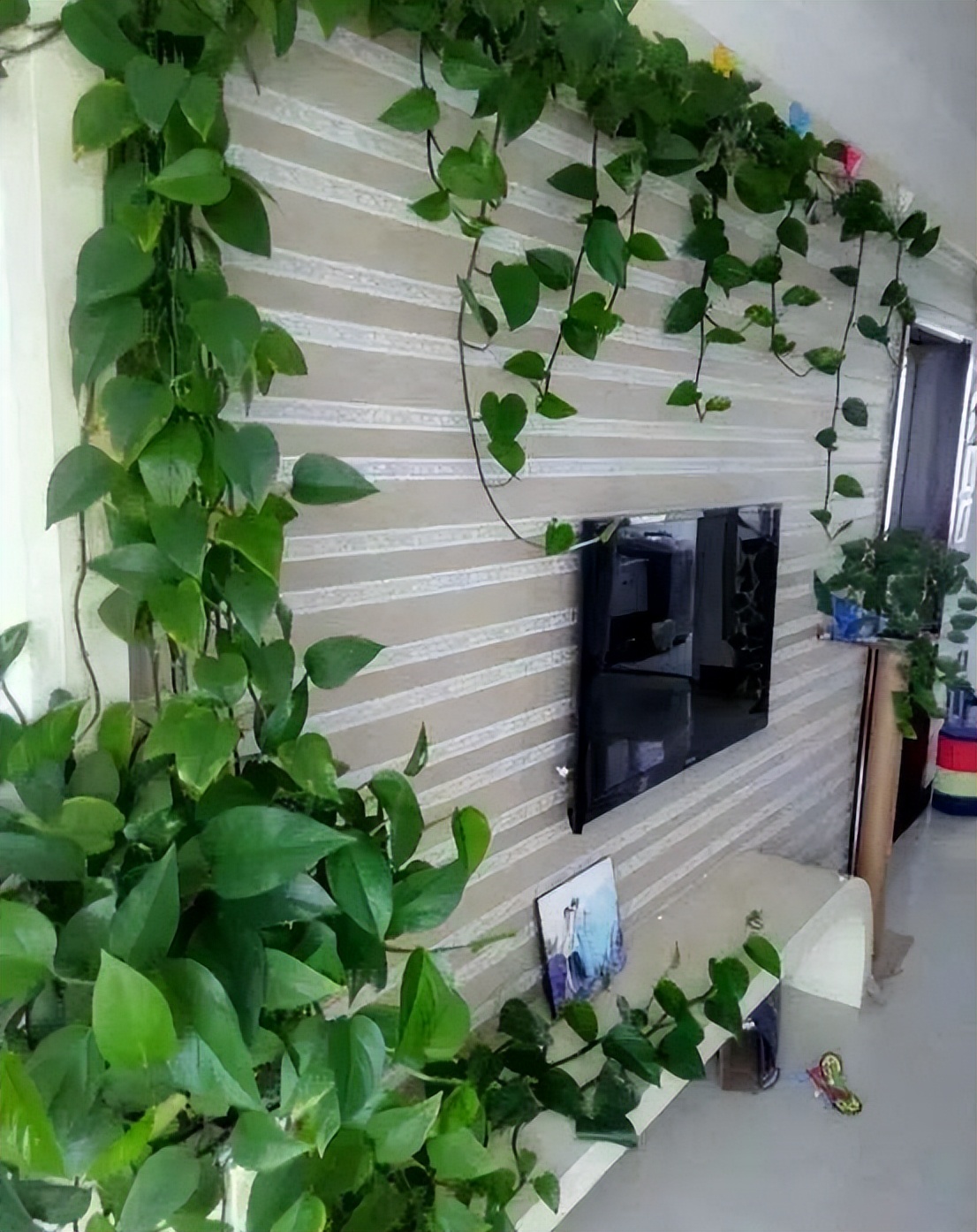 适合室内养的耐阴花和植物,就养这10种耐阴花比绿萝都好养