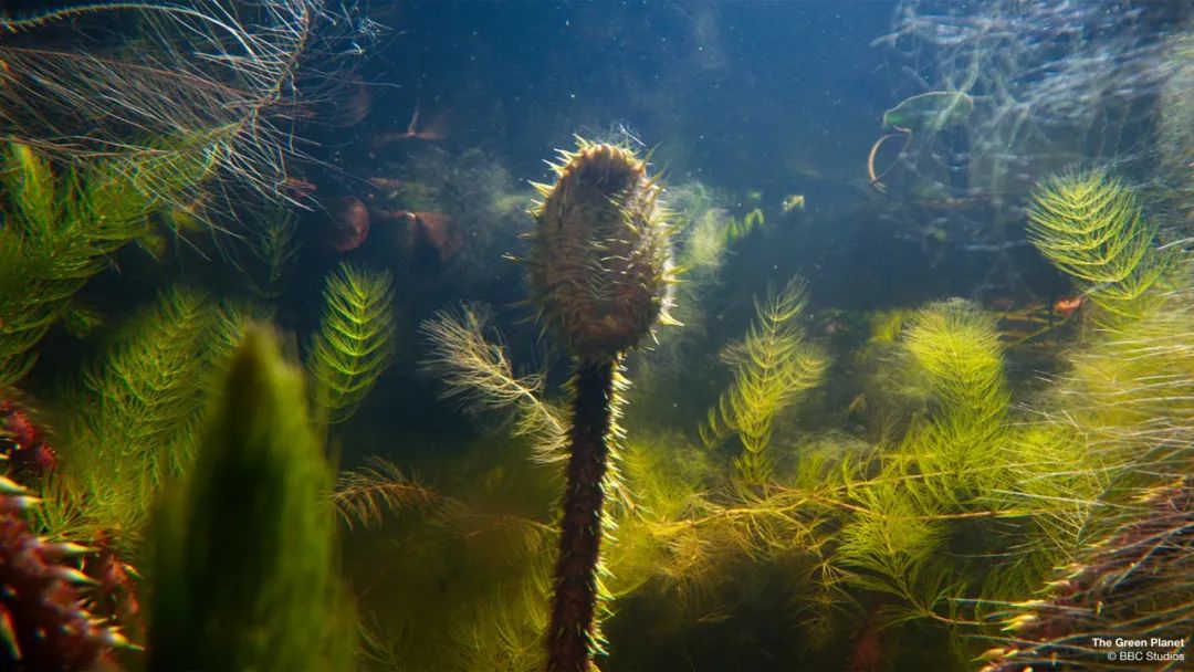 96岁还在奔波工作，这老爷子做出了今年9.8分神片