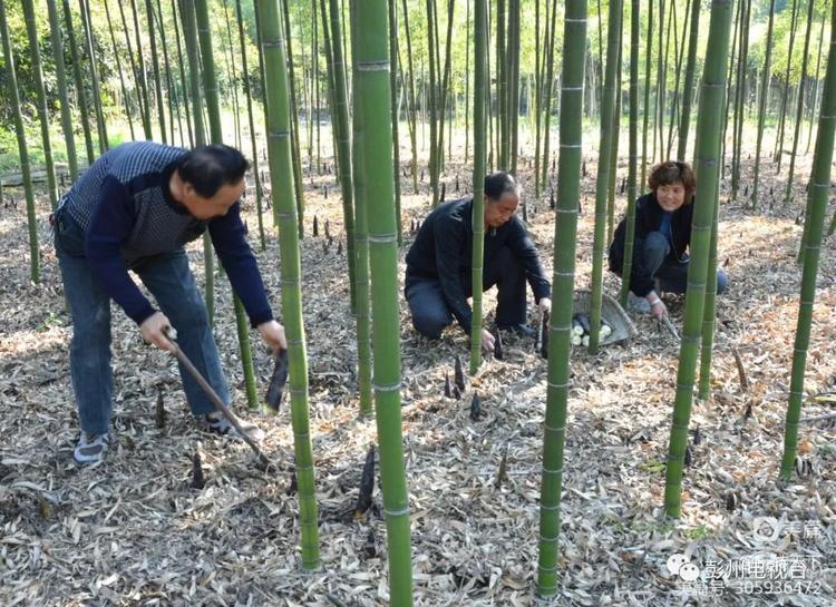 安吉竹海自驾游攻略一日游,安吉竹海旅游攻略二日游