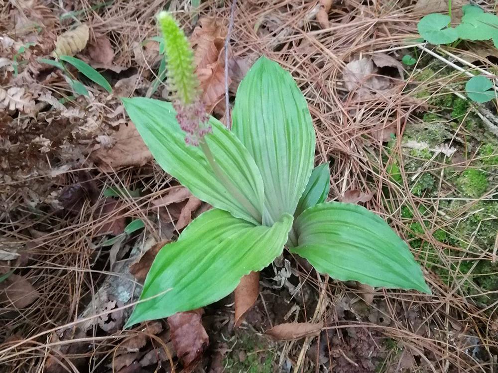 车前草与见血清的区别,见血清和车前草的区别