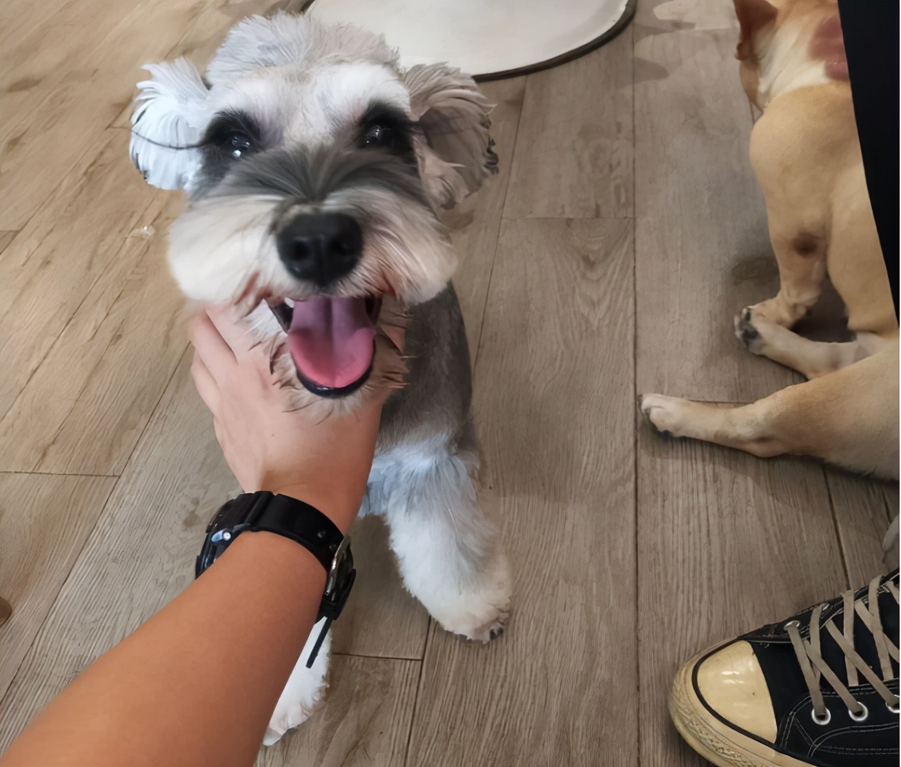 雪纳瑞的所有情况,雪纳瑞有黑斑六大特征