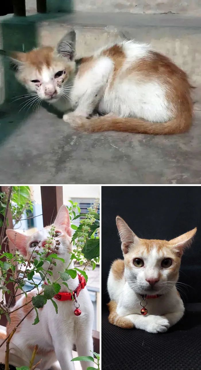 流浪猫被收养的前后对比,流浪猫被收养前后对比照暖心