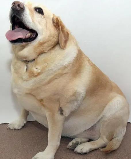 狗狗新手攻略笔记,狗狗饲养指南txt