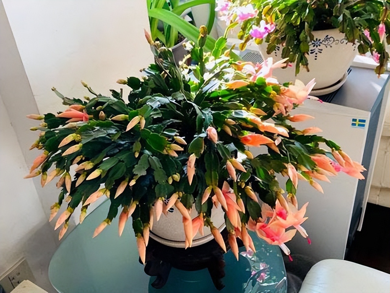 家里养花不养人的说法,家里花养不起来是不是风水不好