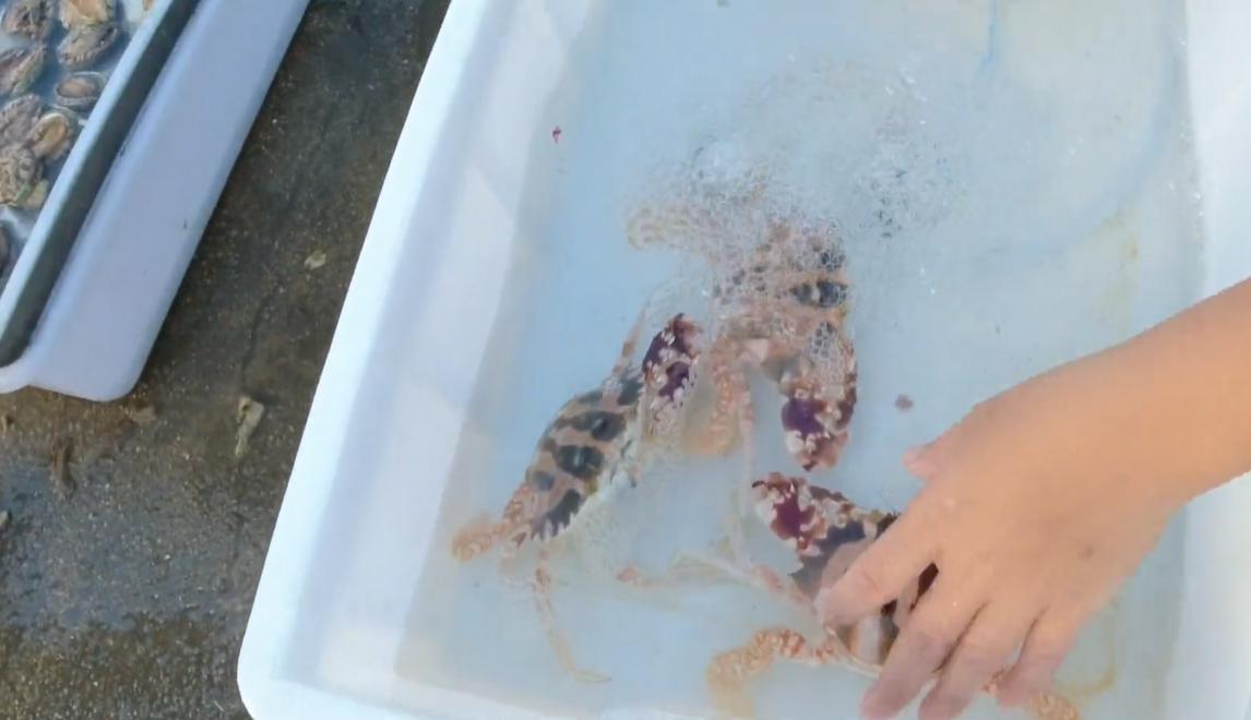 三亚大鲍鱼批发市场,三亚去哪里买海鲜最便宜