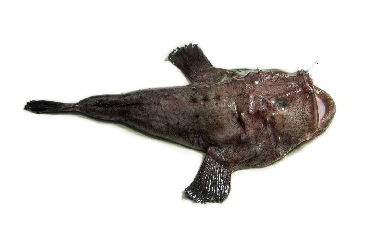 大海里的十种怪鱼,海洋里最可怕的三大怪鱼