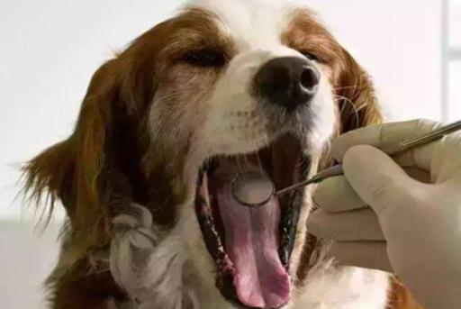 6个月宝宝口臭怎么回事,六个月小狗口臭