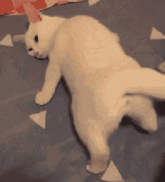 养公猫还是母猫对比视频,养公猫好还是母猫好