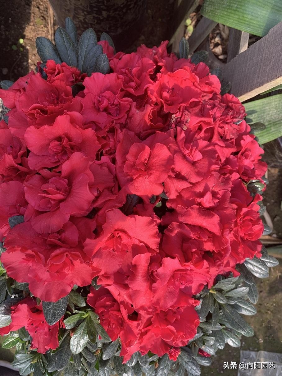 反季节栽杜鹃花,杜鹃花先别急着丢掉