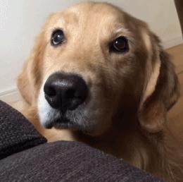 养金毛的好处和坏处,养金毛狗的好处