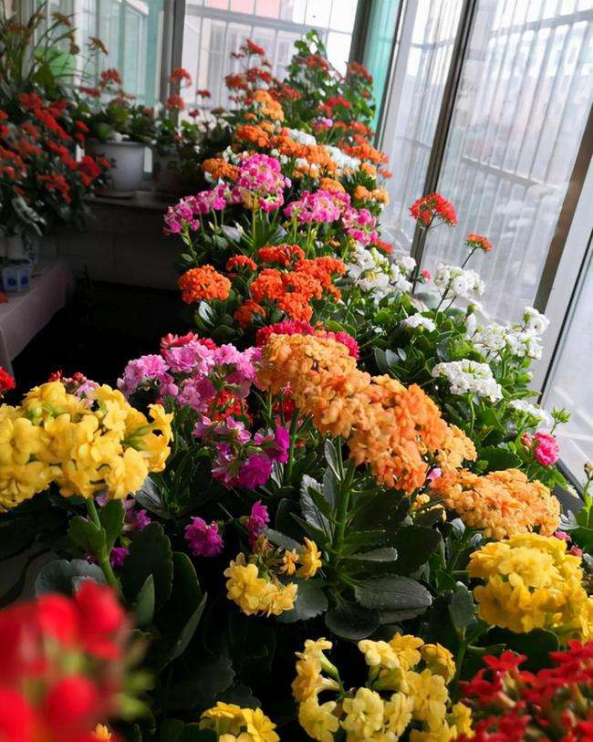 养在家里富贵花有哪些品种,盆栽富贵花怎么种植最好