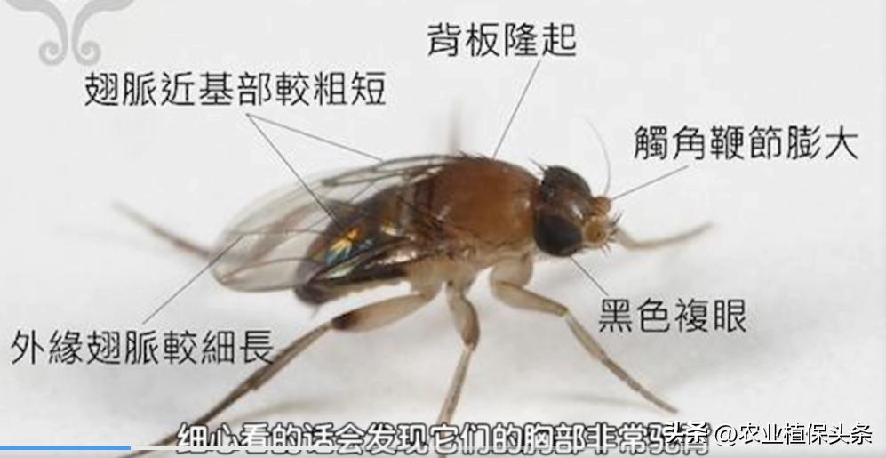 昆虫的习性与行为与害虫防治,害虫防治与昆虫分类