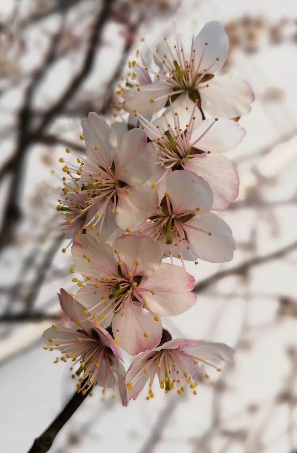初春河津樱花图片大全,河津樱花品种大全