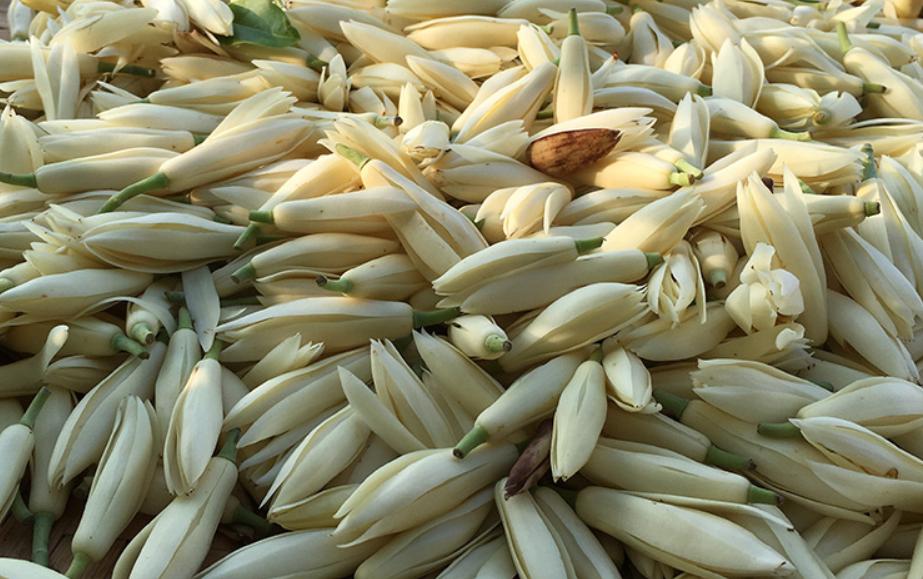 白兰花花期后的养护,白兰花5月份花开过后怎么养护