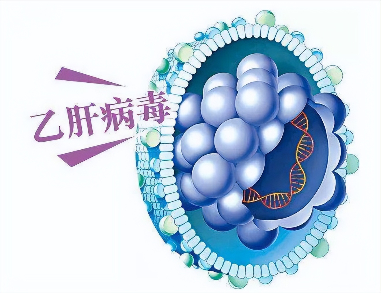 替诺福韦吃了头痛怎么办,乙肝喝丙酚替诺福韦过敏怎么办