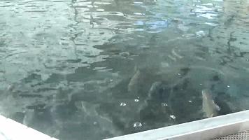 云南86种土著鱼实现人工驯养繁殖,云南土著鱼人工繁育