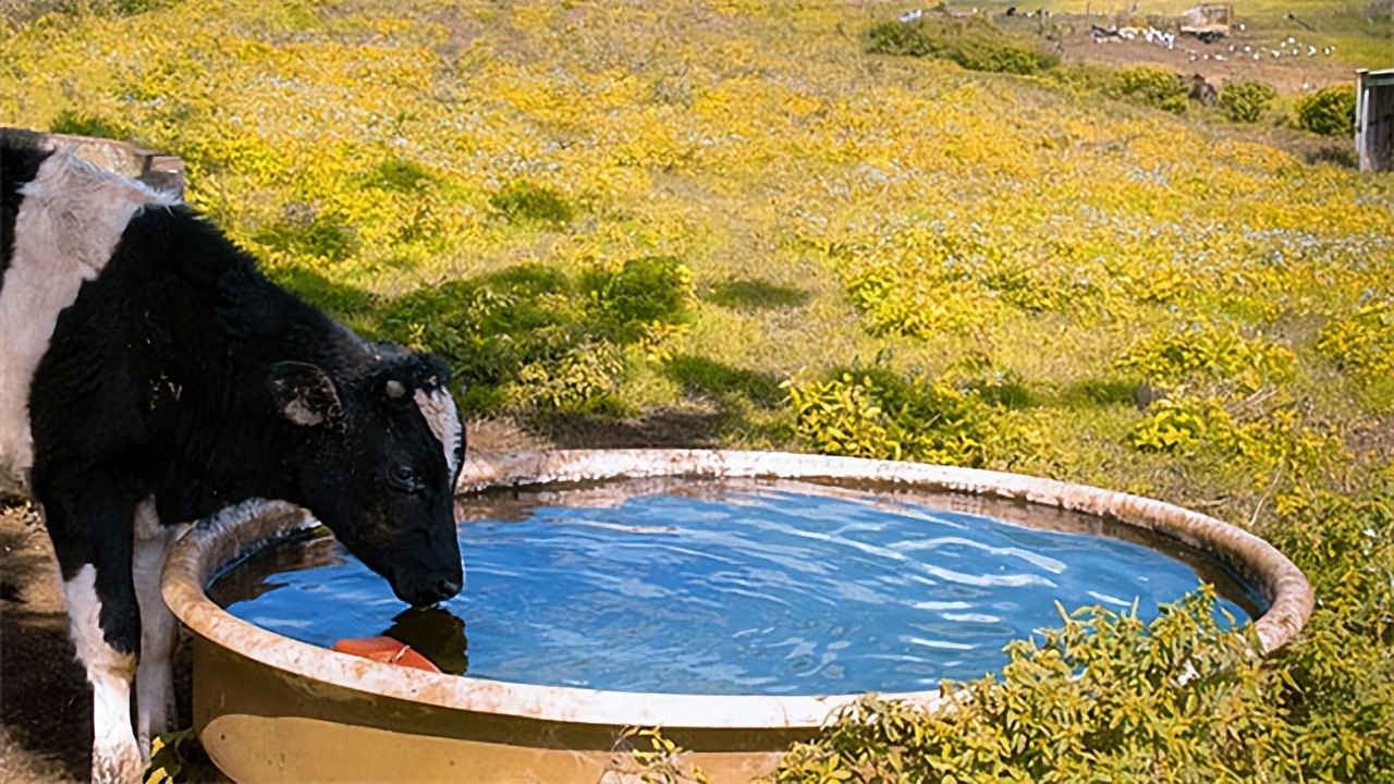 澳大利亚牛肉市场,中国与澳大利亚牛肉贸易发展前景