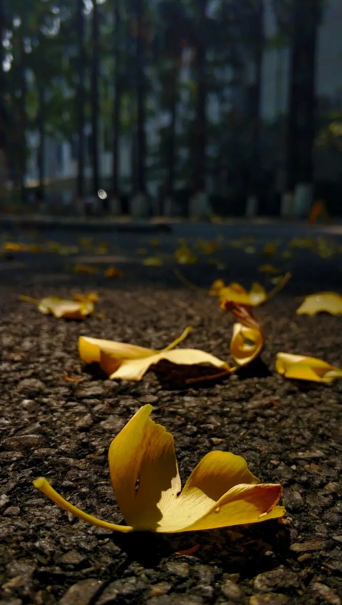 青春如梦岁月如花的散文,年华虚度人生如梦