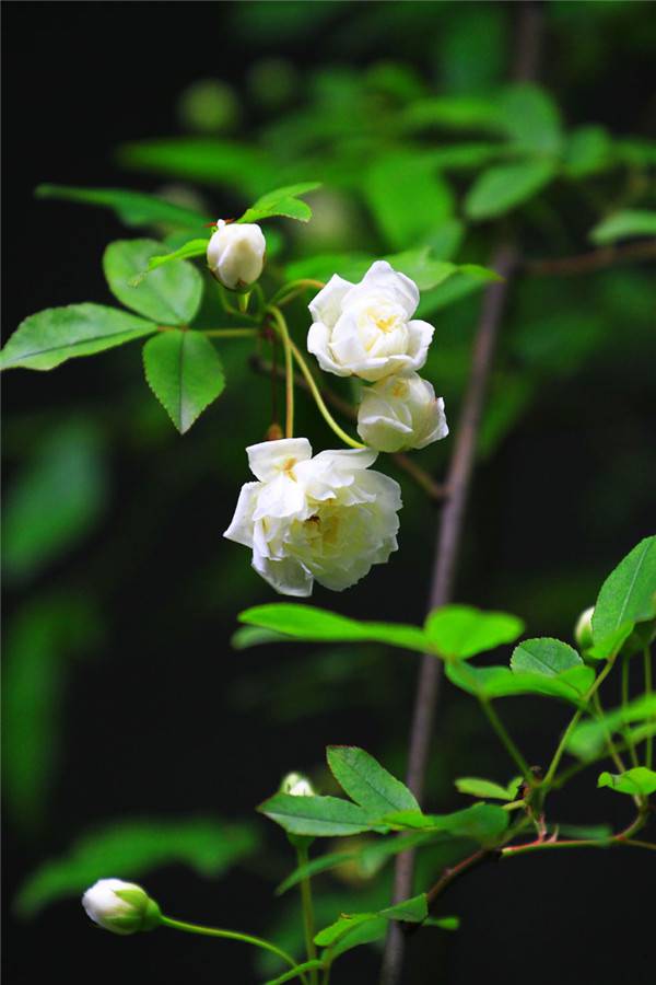 开到荼蘼的文化含义,荼蘼表达什么意思