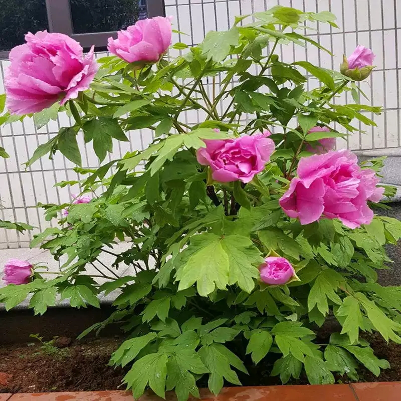 家里好不好就看门前草,老话说家里院子前不插柳后不栽桑