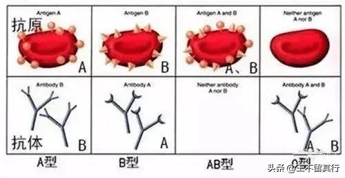长沙发现一例恐龙血血型,长沙罕见恐龙血型