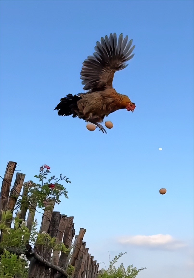 狗界巅峰中华田园犬,狗界巅峰的狗子