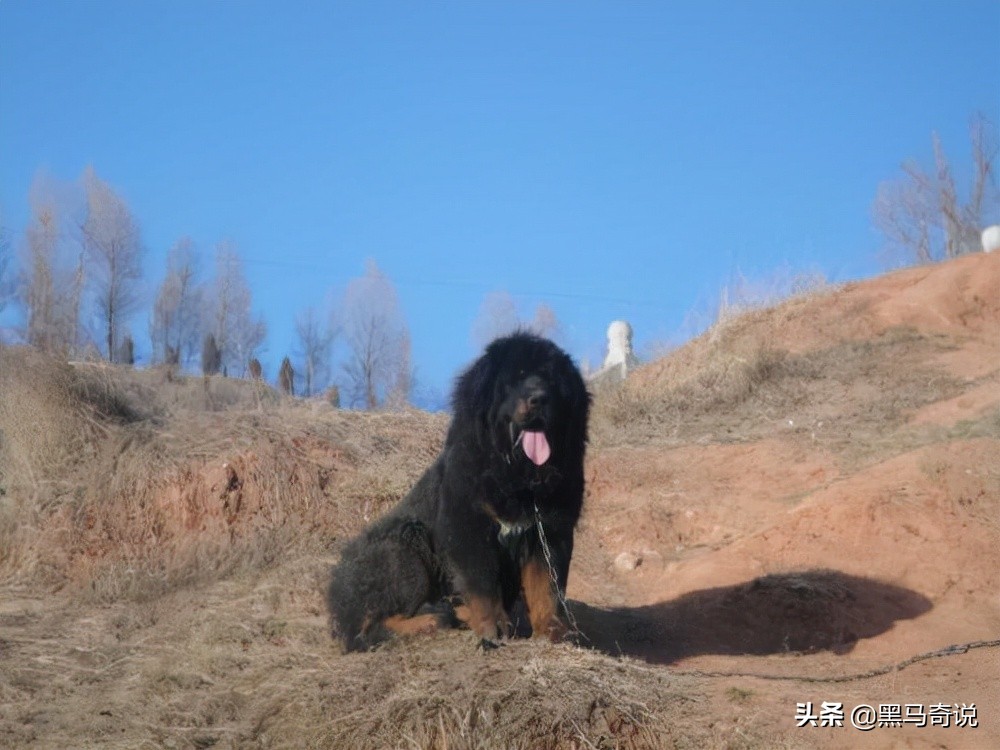 濒临灭绝藏獒,藏獒濒临灭绝