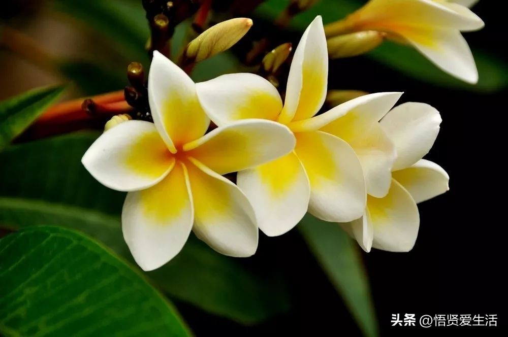 花香满屋植物,花香四溢的绿植