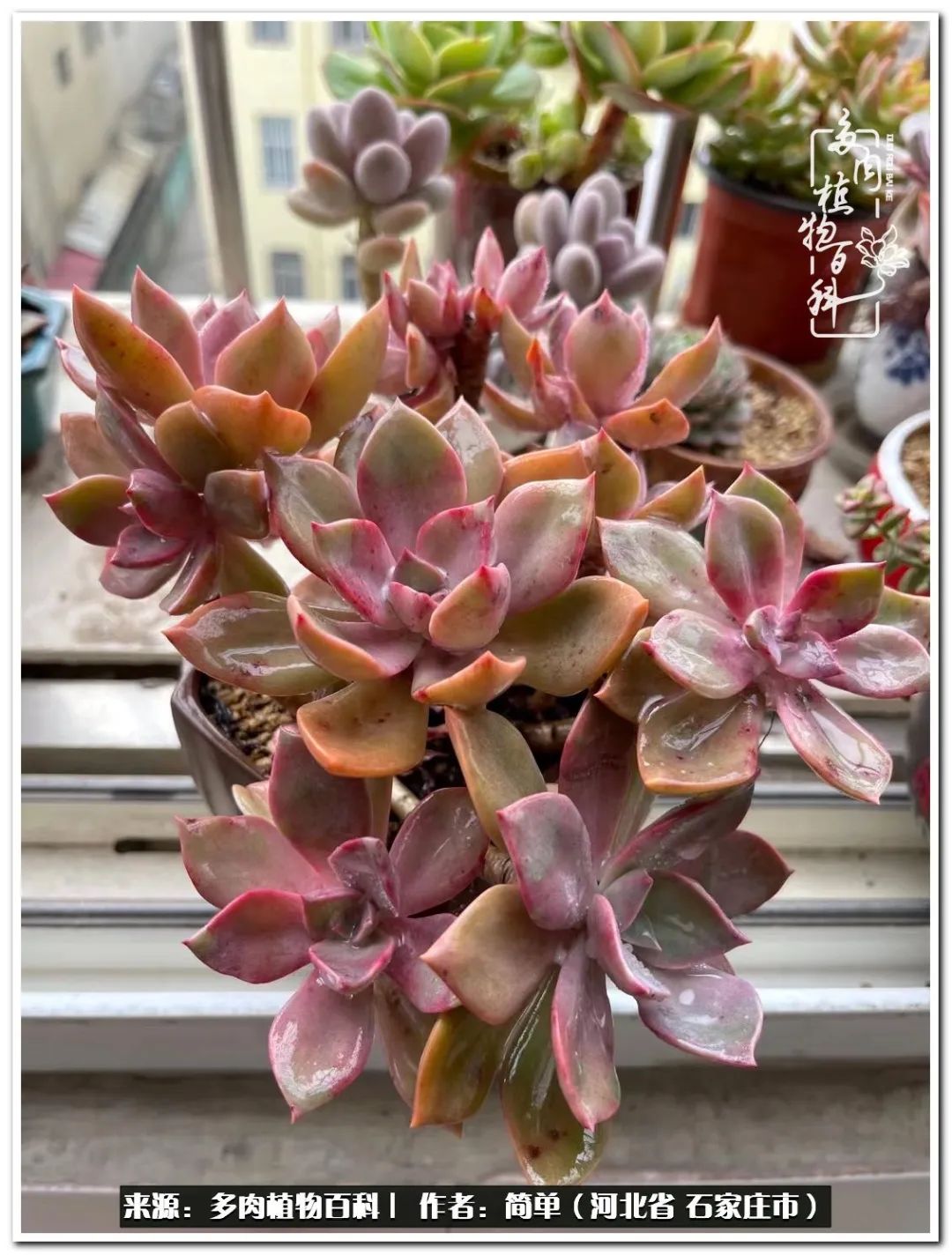 自从养了多肉以后视频,养多肉治愈生活中的疲惫和琐碎