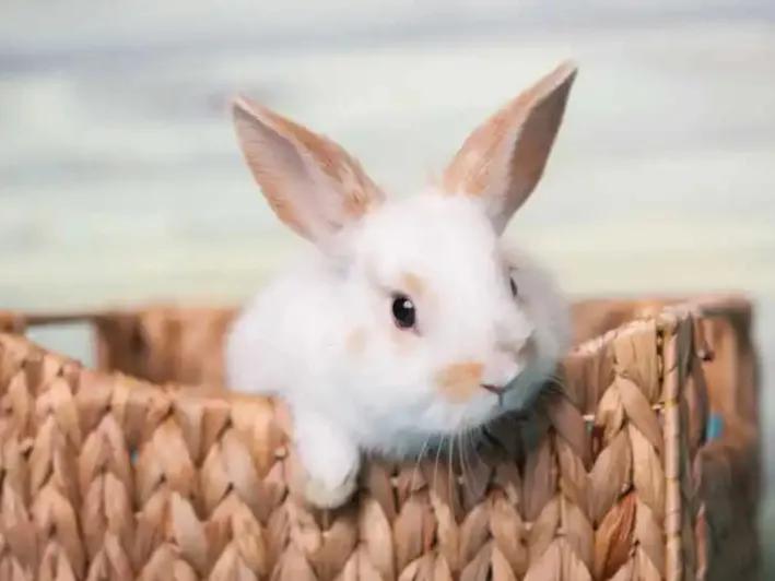 适合养在家里的小宠物兔子,可爱的小兔子宠物怎么养