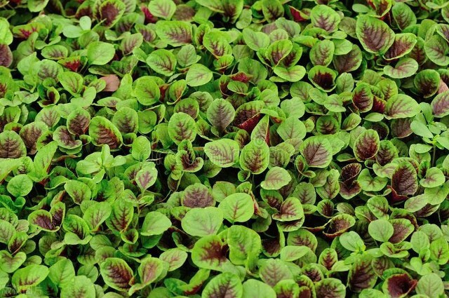 种苋菜草多怎么办,苋菜现在还能种吗