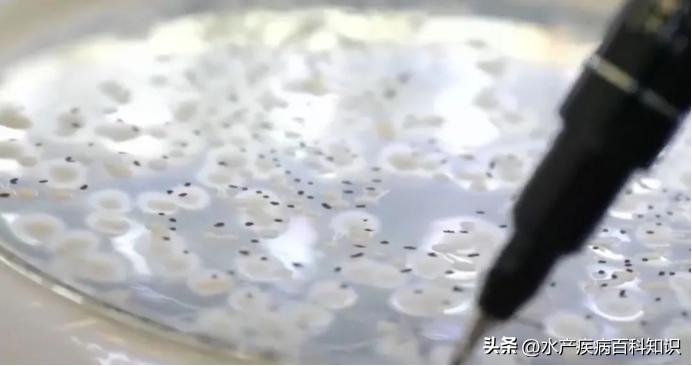 对虾肝肠孢虫脱离宿主能存活多久,一分钟带你了解对虾肝肠孢虫