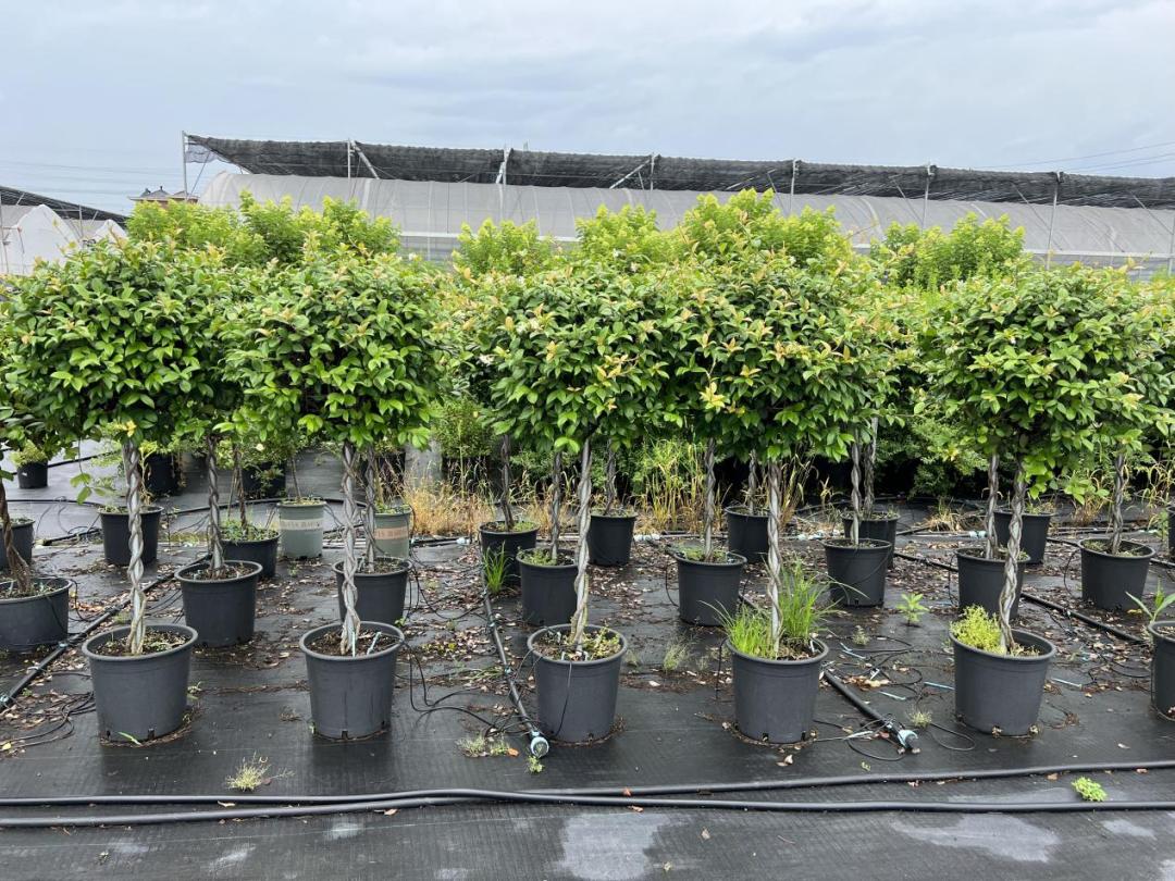 园艺电商怎么做好销售的,园艺电商怎么做得快呢视频