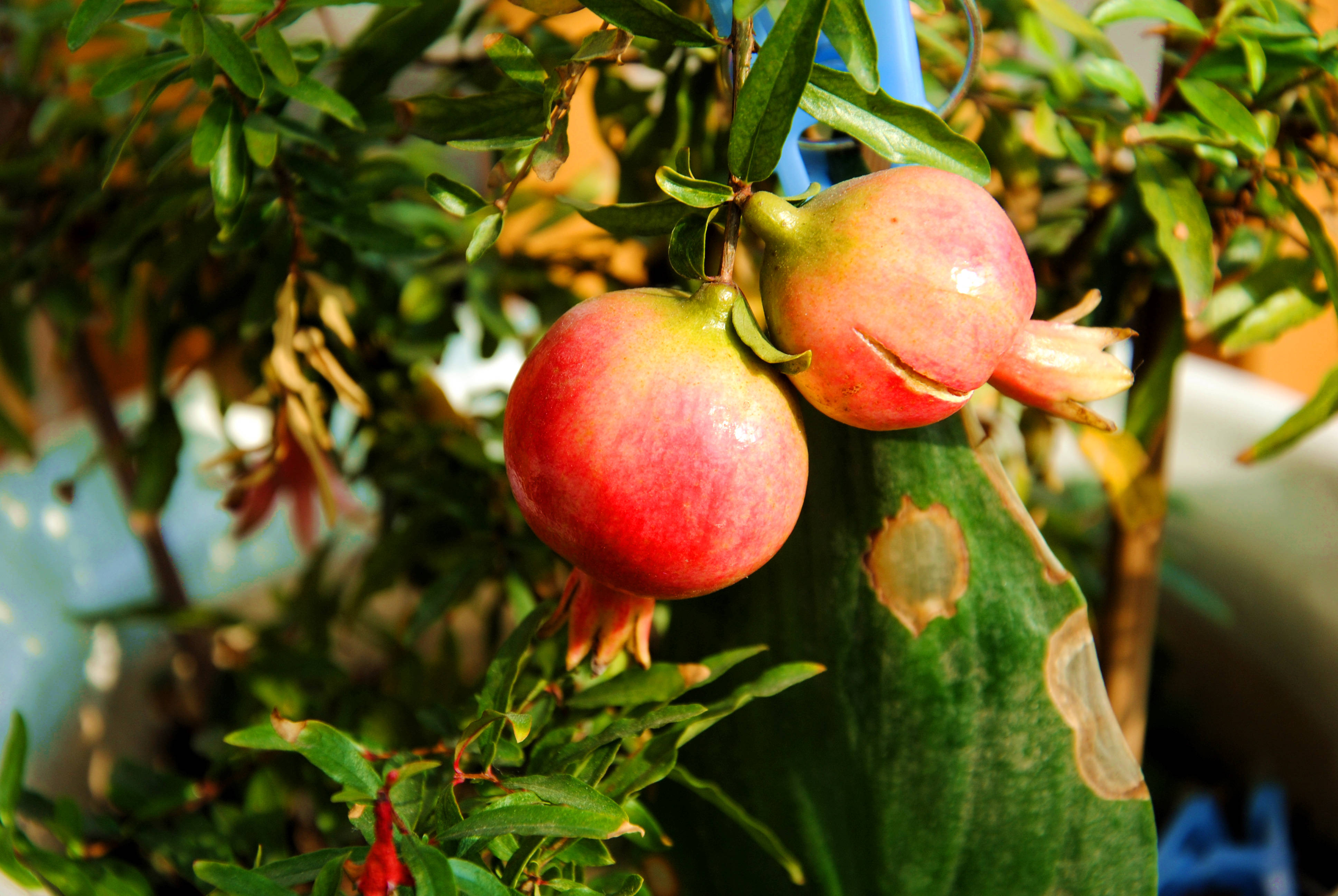 突尼斯软籽石榴种植条件,突尼斯软籽石榴几月开花