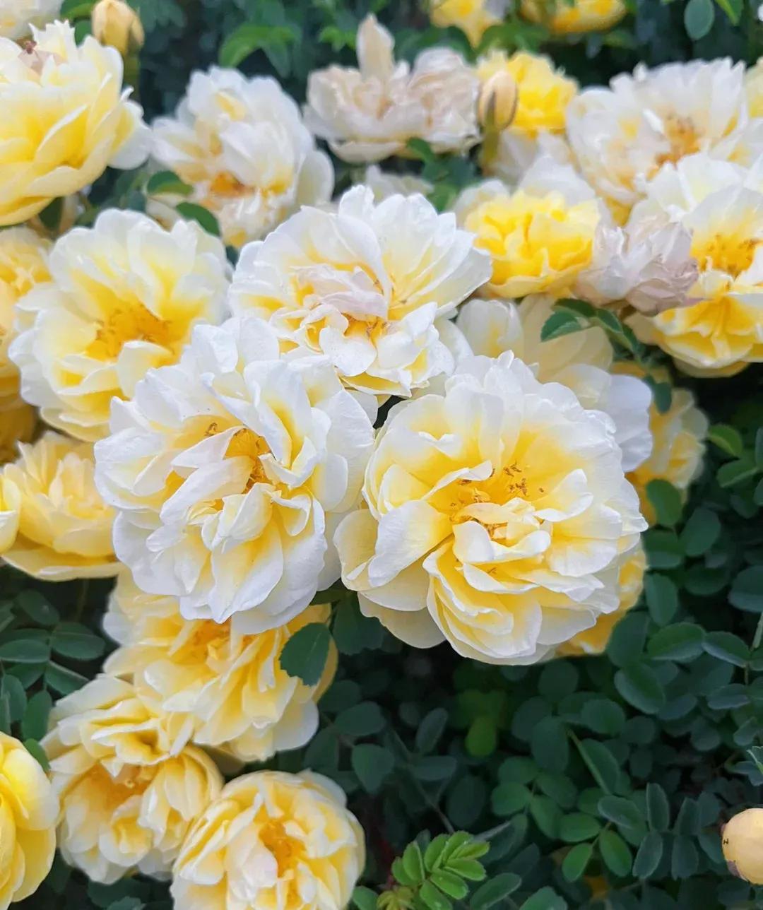 中国十大玫瑰花,十大玫瑰花排行榜