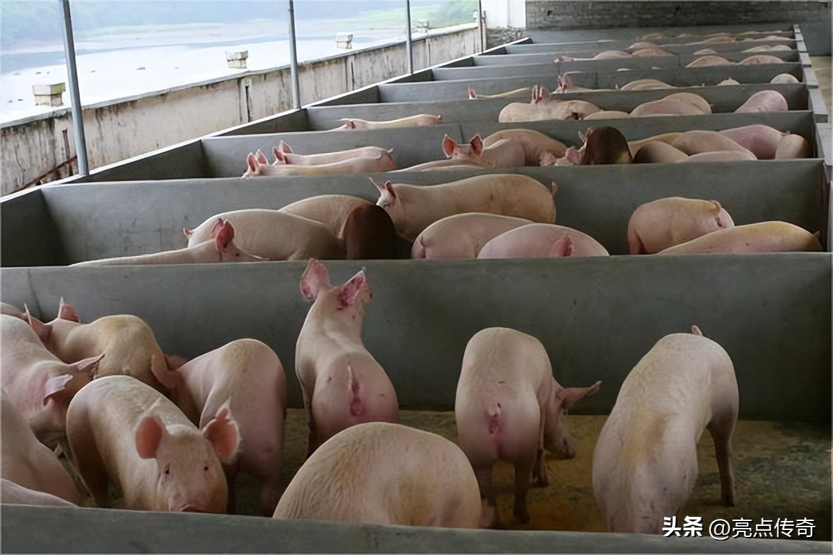 猪高热混合感染是什么原因造成的,育肥猪血虫病什么症状