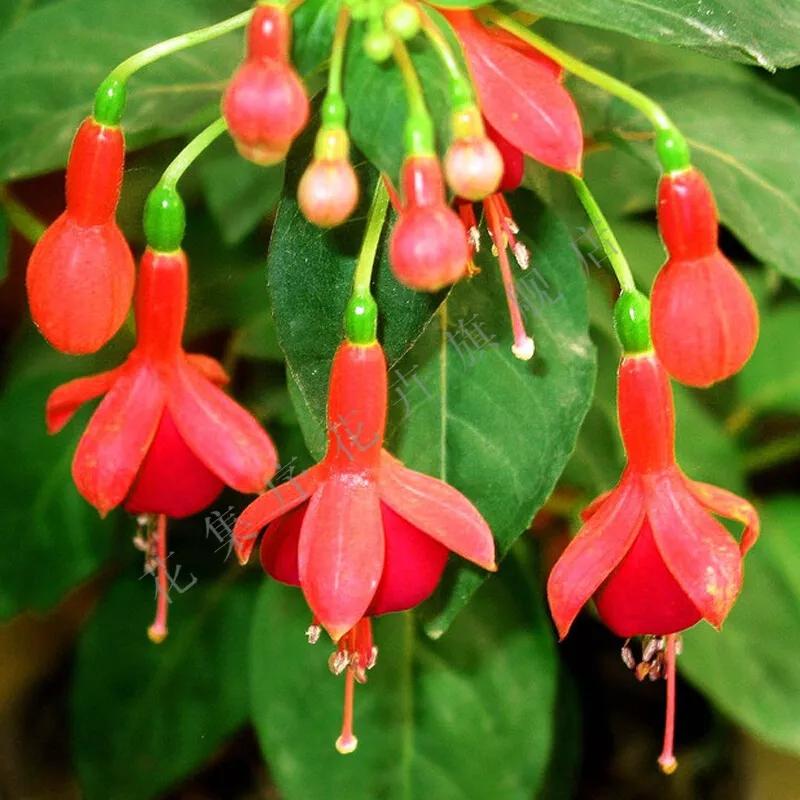 花草种类名称介绍,各种各样的花草名称大全