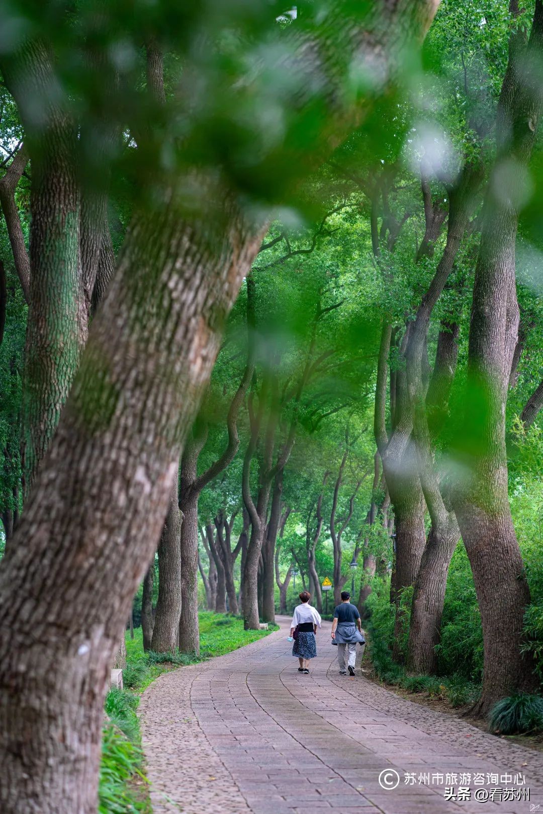 苏式园林庭院壁纸,苏州园林之夜壁纸