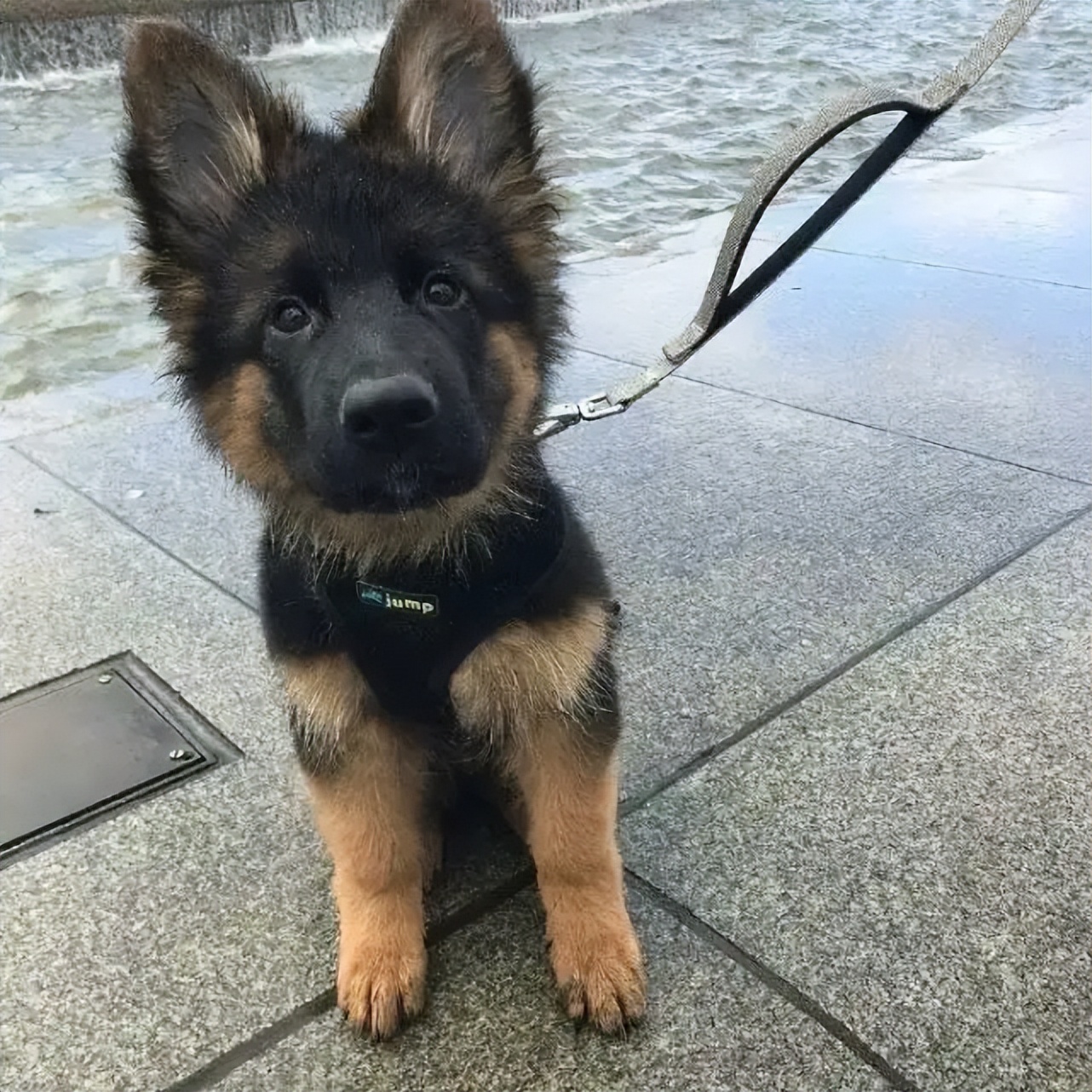 德牧价格多少钱一只？德牧的训练方法和技巧你知道吗？