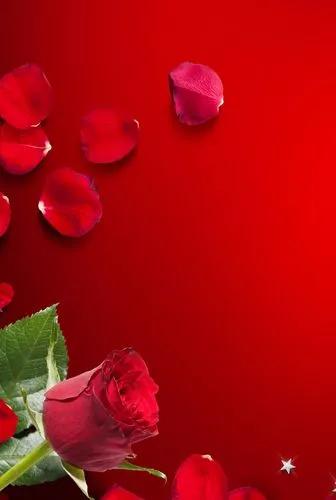 520浪漫玫瑰花壁纸,红玫瑰花壁纸大图